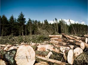 Consumer goods sector greets Cancun with climate commitments