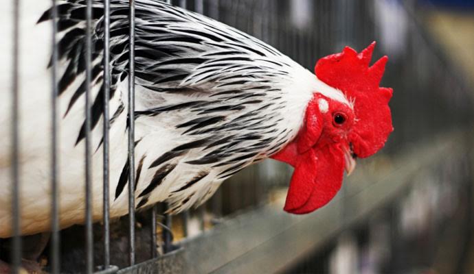 Compromiso de McDonald’s de Cambiar a 100% Huevo de Gallina Libre