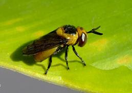 El CSIC estudia cómo usar las lindes de los campos para atraer a insectos polinizadores