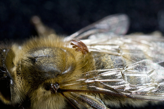 Dos mutaciones permiten a un parásito resistir a los plaguicidas y matar abejas