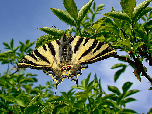 Uruguay ratifica compromiso de preservar la biodiversidad