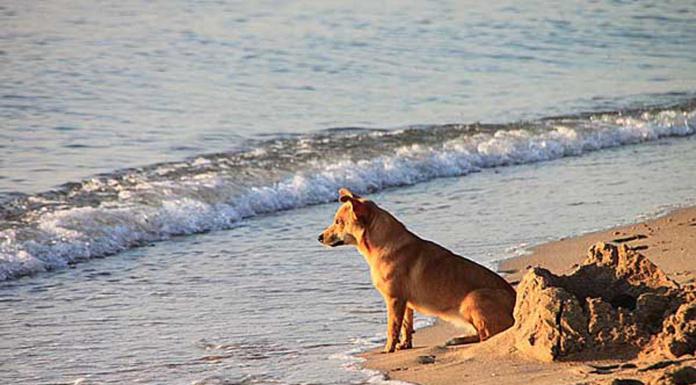Ciudadanos urge la puesta en marcha el Consejo Municipal de Protección Animal