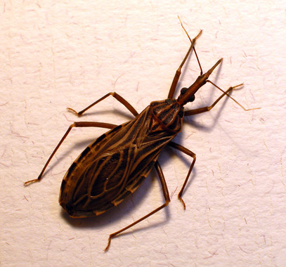 Luz sobre la enfermedad de Chagas