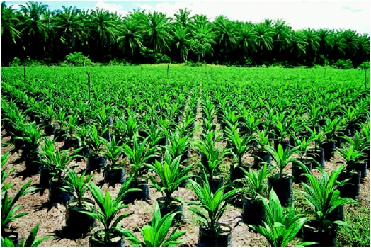 Las plantaciones de palma aceitera provocan la infertilidad de los suelos tropicales