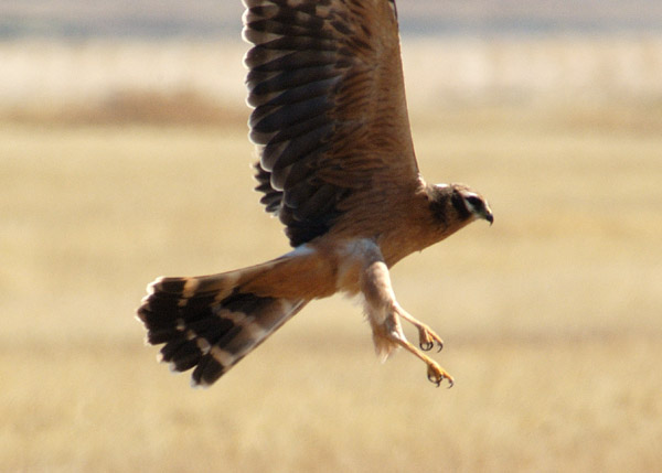 Ocho municipios jiennenses realizarán en 2012 actuaciones para la conservación del cernícalo primilla