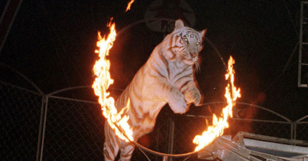 El PSOE lleva al Congreso medidas para evitar el maltrato animal en espectáculos públicos y festejos populares