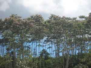 Nuevo Código Forestal brasileño exigirá ardua tarea de reforestación