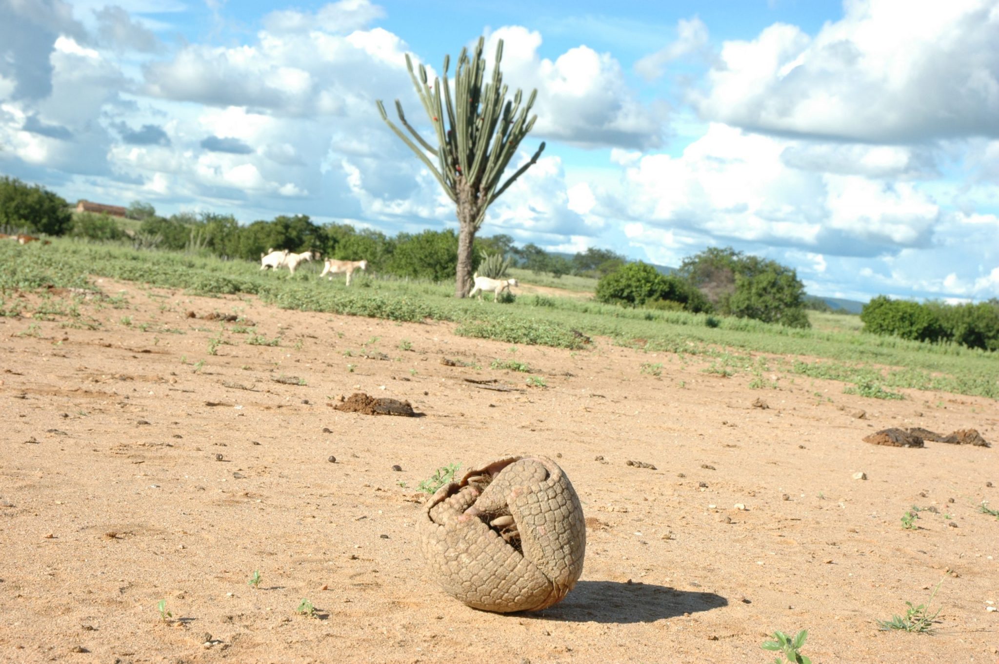 Científicos y Conservacionistas buscan proteger a la mascota en peligro de extinción de la Copa del Mundo 2014