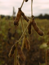 La ‘deuda de Carbono’ creada por algunos biocombustibles debe ser considerada en el debate sobre sostenibilidad