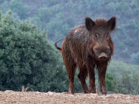 Los cambios en los usos del suelo favorecen la expansión de los ungulados silvestres