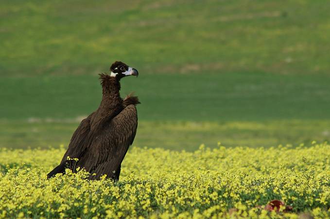 Escolares andaluces se sensibilizan sobre los problemas de conservación del buitre negro