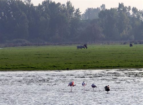 Este año las posibilidades de criar de las aves que habitan Doñana son mucho menores