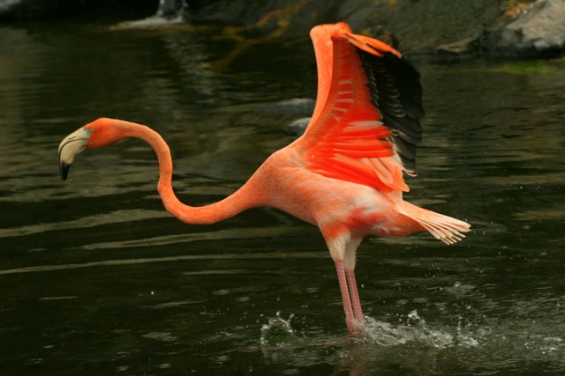 Más cerca de que en Santa Fe haya una nueva área natural protegida para Flamencos