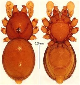 Descubren en la oscuridad de cuevas chinas cinco nuevas especies de arañas blindadas