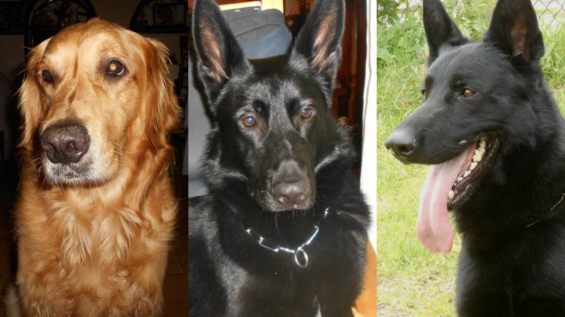 Argentina: Le robaron la camioneta con sus perros adentro y los dejaron morir asfixiados