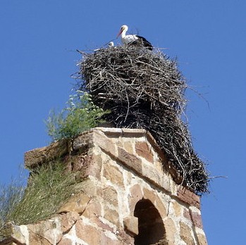 Proponen crear un programa de control de nidos de cigüeña en Aragón