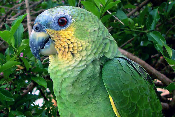 La vida animal cambiará profundamente en los trópicos