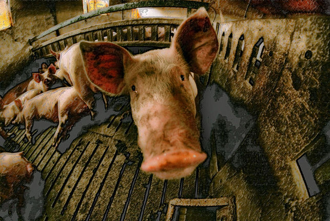 Florent Mercellesi nos explica porque el TTIP es un peligro para los animales