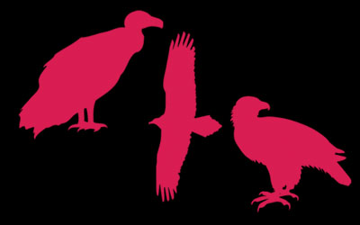 Piden el cierre un coto de caza dos años por uso de veneno en Toledo