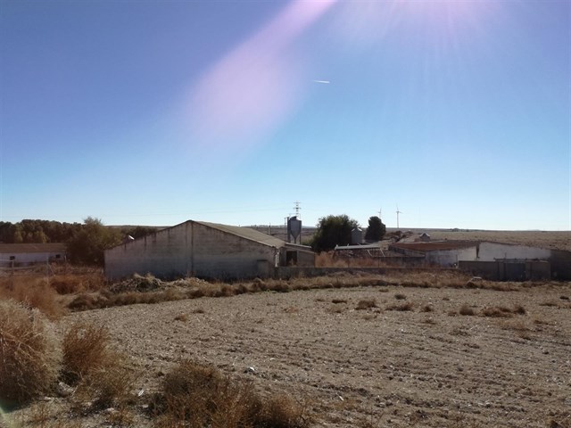 Vecinos se oponen a la reapertura de una granja de cerdos "a escasos 500 metros" de casco urbano de Tinajeros (Albacete)
