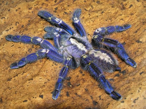 Cómo imitar el color de la tarántula azul