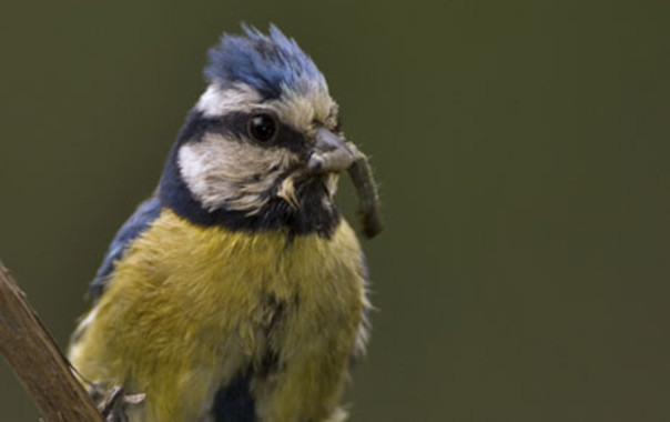 Estamos muy cerca de liquidar la malaria aviar