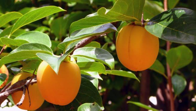 Un estudio analizará los efectos negativos del cambio climático en los frutales de hueso