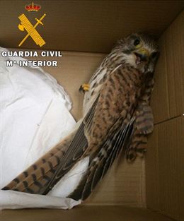 Recuperado un cernícalo con un ala rota en Valmuel