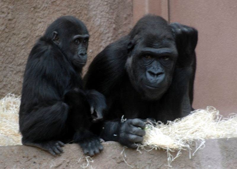La nueva hembra de gorila de Cabárceno (Cantabria) se adapta a su nuevo hábitat