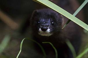 WWF exige al MAPAMA un plan de emergencia con recursos para salvar al visón europeo