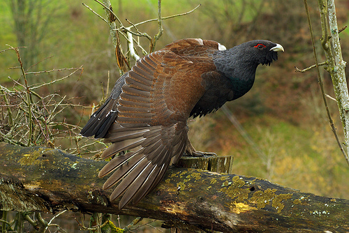 La UE aprueba el proyecto de conservación del urogallo presentado por Cantabria