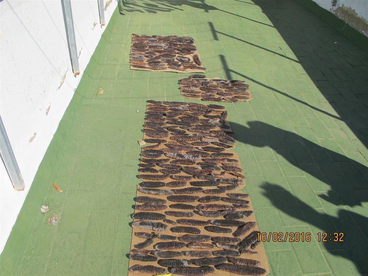 El SEPRONA incauta en Cádiz 750 pepinos de mar capturados ilegalmente