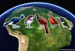 Las aves de América del Sur en Peligro de Extinción