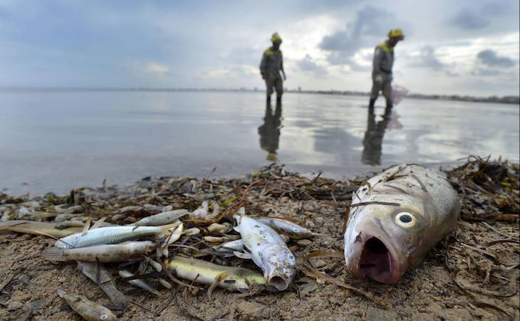 Nada más inútil que el Comité de Participación Social del Mar Menor