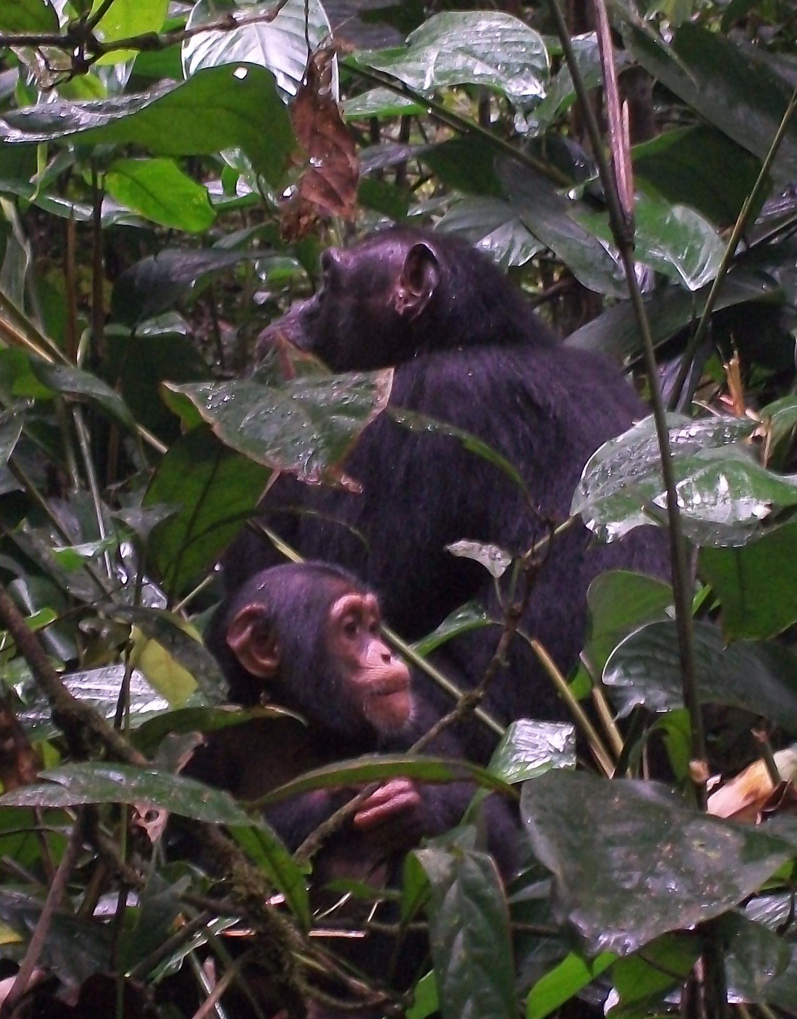 Proyecto Gran Simio consigue imágenes de transmisión cultural en chimpancés libres en su medio natural en el parque nacional de Tai (Costa de Marfil)