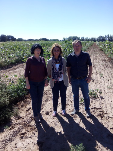 Innovador proyecto de cultivo de chopos con fines energéticos