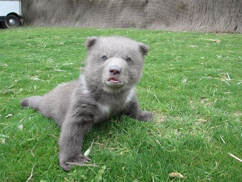 En busca de un santuario para dos osos de Lleida y cinco de Tarragona