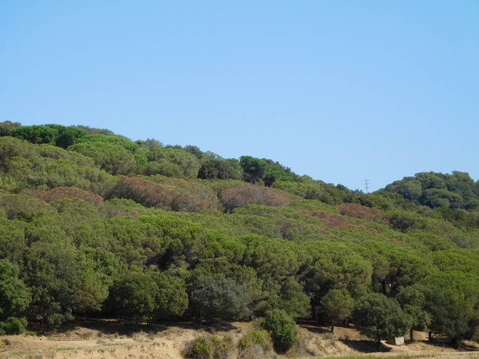 Los árboles de madera poco densa y hojas delgadas mueren de sed antes