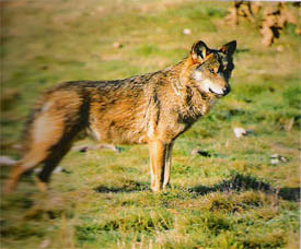 Change.org reúne 10.000 firmas para que se suspendan las batidas de lobos en los Picos de Europa
