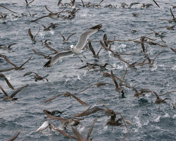 LIFE+INDEMARES descubre la existencia de esponjas carnívoras en aguas españolas