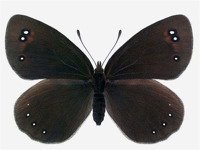 Descubierta en Guara una nueva subespecie de mariposa