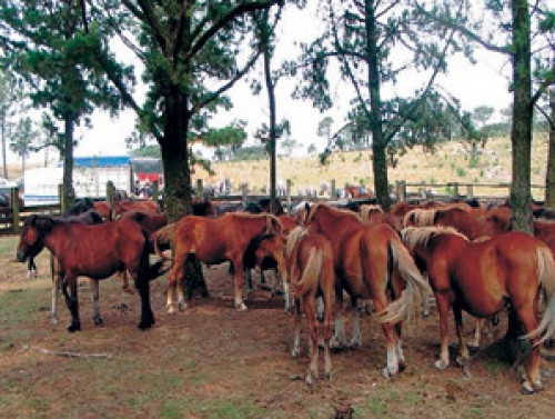 Amigos da Terra y Libera denunciará ante el Parlamento Europeo la no identificación de los caballos de los curros