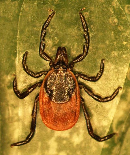 Secuenciado el primer genoma de una garrapata transmisora de múltiples enfermedades