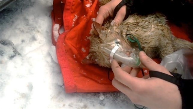 Estos bomberos ‘reviven’ a un gato gracias a una máscara de oxígeno (ver VIDEO)