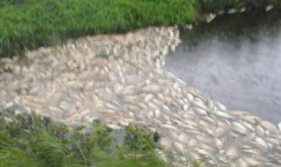 Argentina. Aparecen centenares de peces muertos en riachos de San Pedro y Baradero