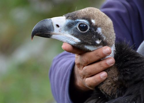Anillan dos polluelos de buitre negro nacidos este año en el Pirineo de Lleida