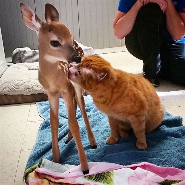 El gato ‘enfermero’