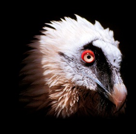 Plan de Reintroducción del Quebrantahuesos andaluz