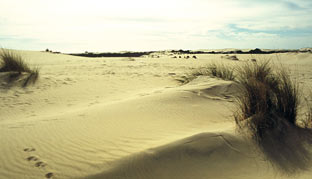 El Consejo de Participación de Doñana se reunirá en Almonte el próximo 30 de julio