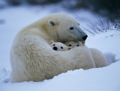 El origen del oso polar se remonta a 600.000 años